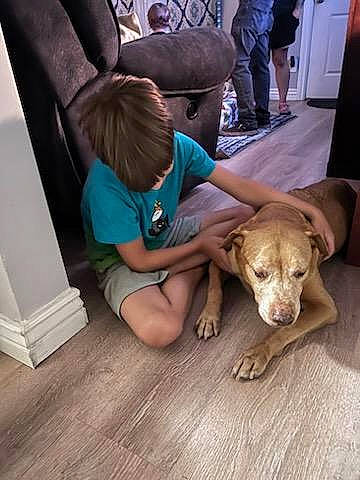 Opie is registered to the contest to win money with this photo: cabinetry, carnivore, chair, comfort, companion_dog, dog, dog_breed, fawn, floor, flooring, fur, hardwood, laminate_flooring, liver, plank, varnish, wood, wood_flooring, wood_stain, working_animal