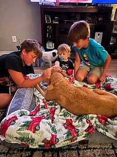 Opie is registered to the contest to win money with this photo: canidae, carnivore, child, companion_dog, dog, dog_breed, event, fawn, felidae, fun, fur, lap, leisure, linens, play, shelf, sporting_group, t_shirt, toddler, toy