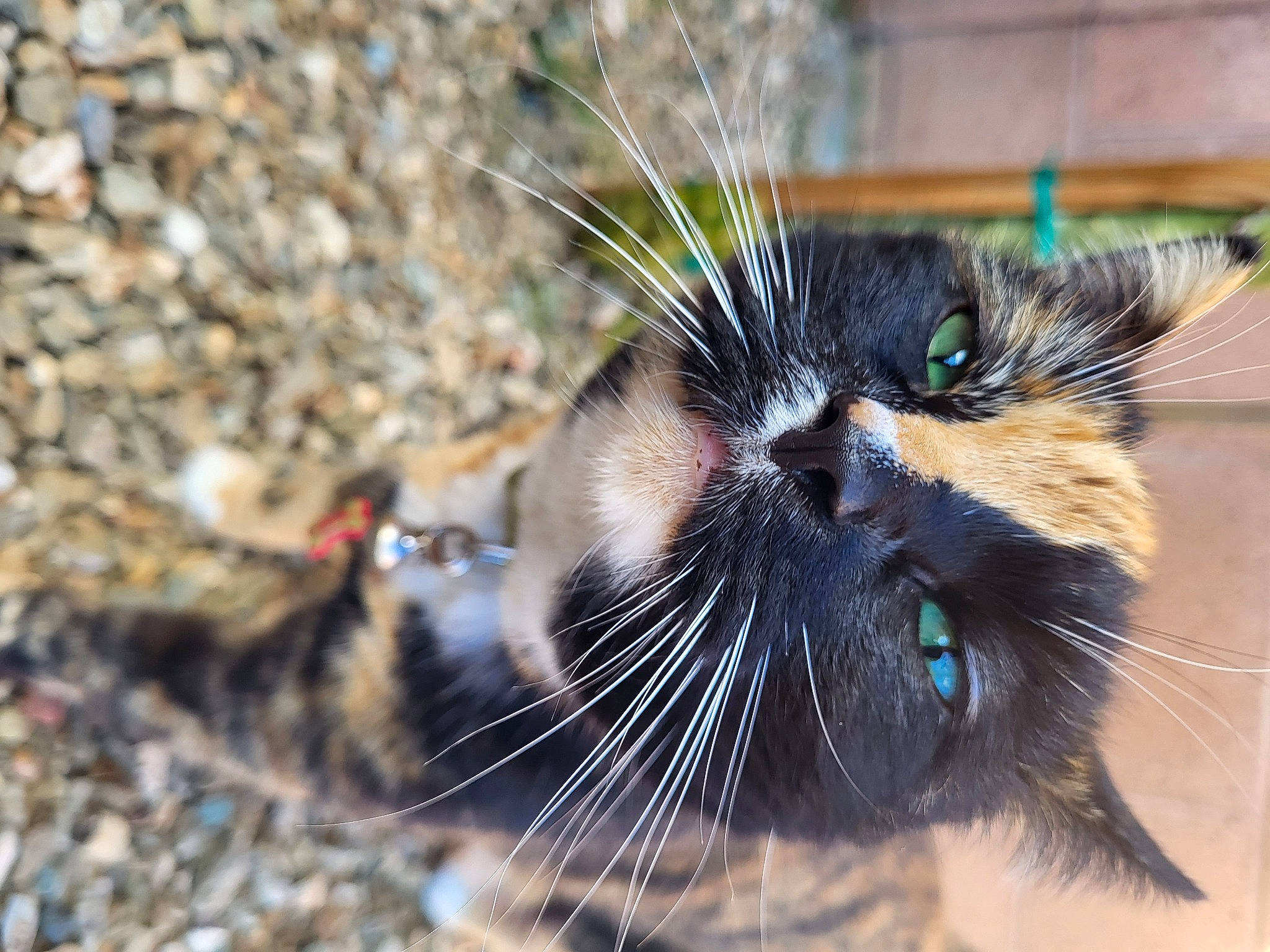 Ally is registered to the contest to win money with this photo: black_cat, carnivore, cat, claw, domestic_short_haired_cat, electric_blue, felidae, fur, grass, paw, plant, small_to_medium_sized_cats, snout, soil, tail, terrestrial_animal, tree, whiskers, wildlife