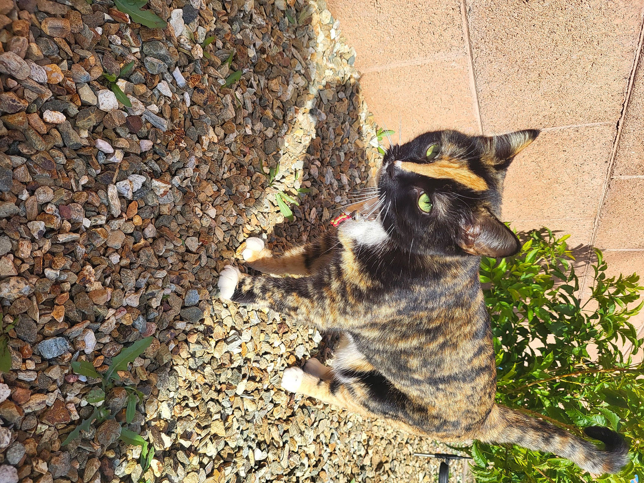 Ally joined the competition — help win amazing prizes! bedrock, canidae, carnivore, dog_breed, domestic_short_haired_cat, fawn, felidae, fur, grass, plant, road_surface, rock, small_to_medium_sized_cats, snout, soil, tail, terrestrial_animal, whiskers, wood, working_animal