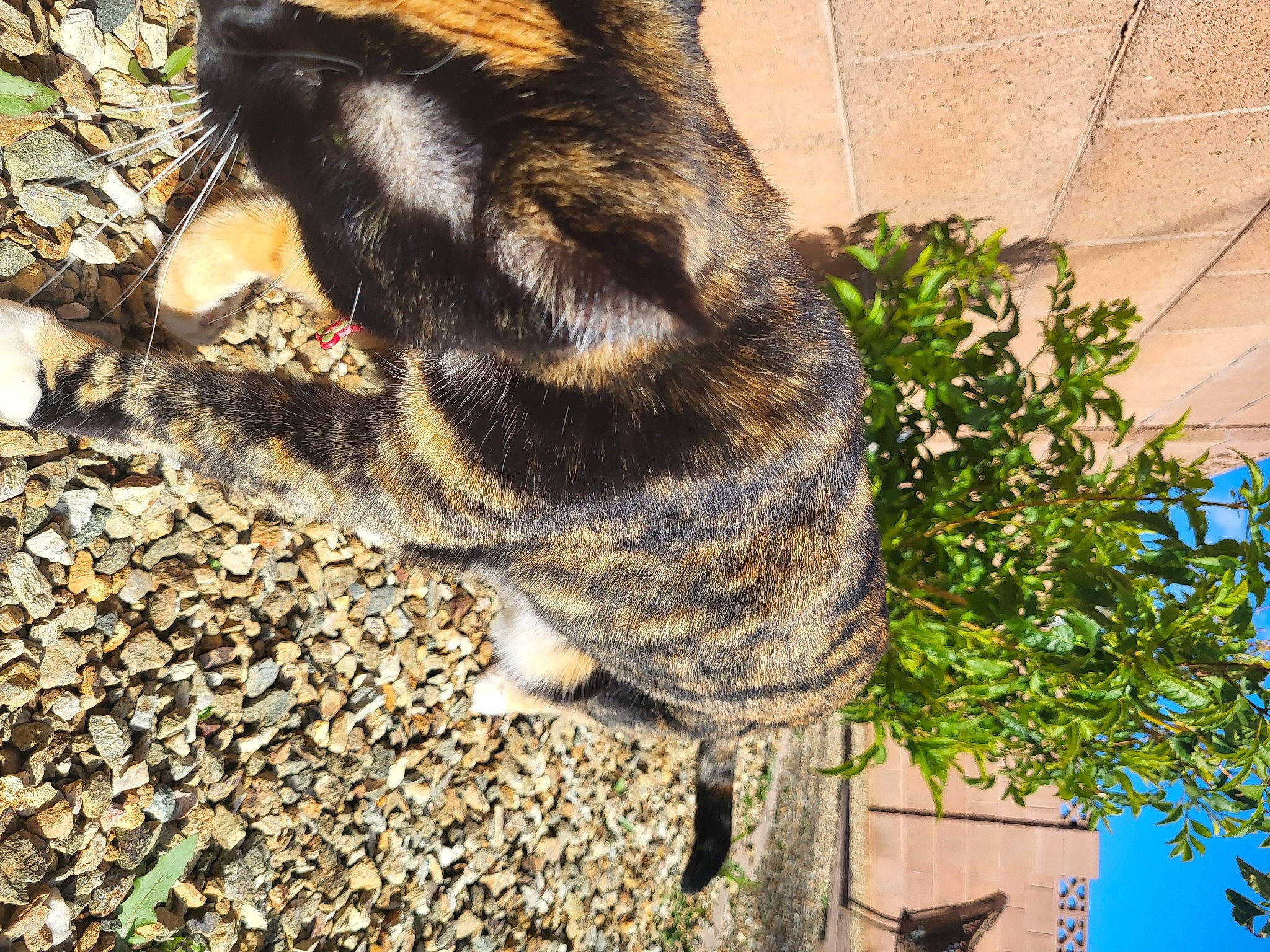 Ally is registered to the contest to win money with this photo: canidae, carnivore, cat, dog_breed, domestic_short_haired_cat, fawn, felidae, fur, grass, paw, plant, rock, small_to_medium_sized_cats, snout, soil, sporting_group, tail, terrestrial_animal, tree, whiskers