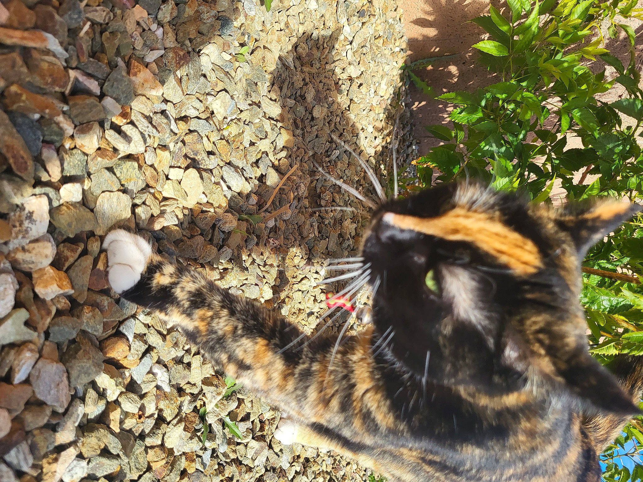 Ally joined the competition — help win amazing prizes! carnivore, cat, domestic_short_haired_cat, fawn, felidae, fur, grass, paw, plant, sand, shadow, small_to_medium_sized_cats, snout, soil, tail, terrestrial_animal, tree, whiskers, wildlife, wood