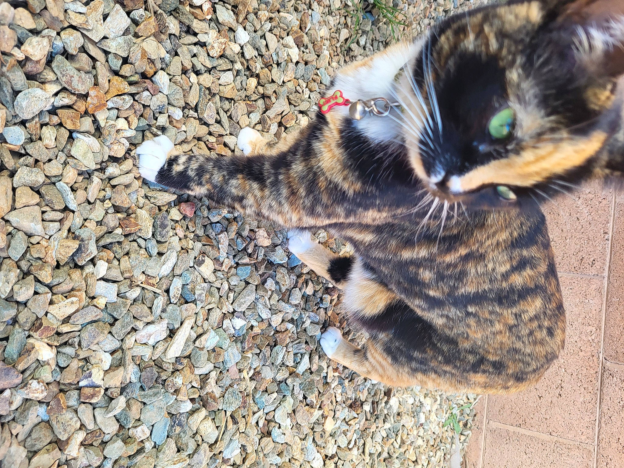 Ally is registered to the contest to win money with this photo: asphalt, carnivore, cat, claw, domestic_short_haired_cat, fawn, felidae, foot, fur, grass, paw, road_surface, shadow, small_to_medium_sized_cats, snout, soil, sunglasses, tail, terrestrial_animal, whiskers