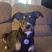 Brutus is registered to the contest to win money with this photo: dog, puppy, indoor, couch, brown, harness, pet, animal, ears, fur, face, looking, curious, young, sitting, canine, domestic, comfort, home, window