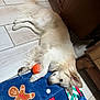 animal, blanket, canine, cozy, decor, dog, floor, fur, gingerbread_man, holiday, indoor, laying_down, light_fur, orange_ball, paw, pet, relaxed, resting, tile, toy