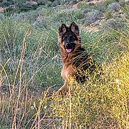Mayka participe au concours pour gagner de l'argent avec cette photo : dog, german_shepherd, grass, bush, nature, outdoor, animal, pet, playful, tongue_out, ears_up, field, wildlife, greenery, sunlight, canine, mammal, alert, summer, landscape