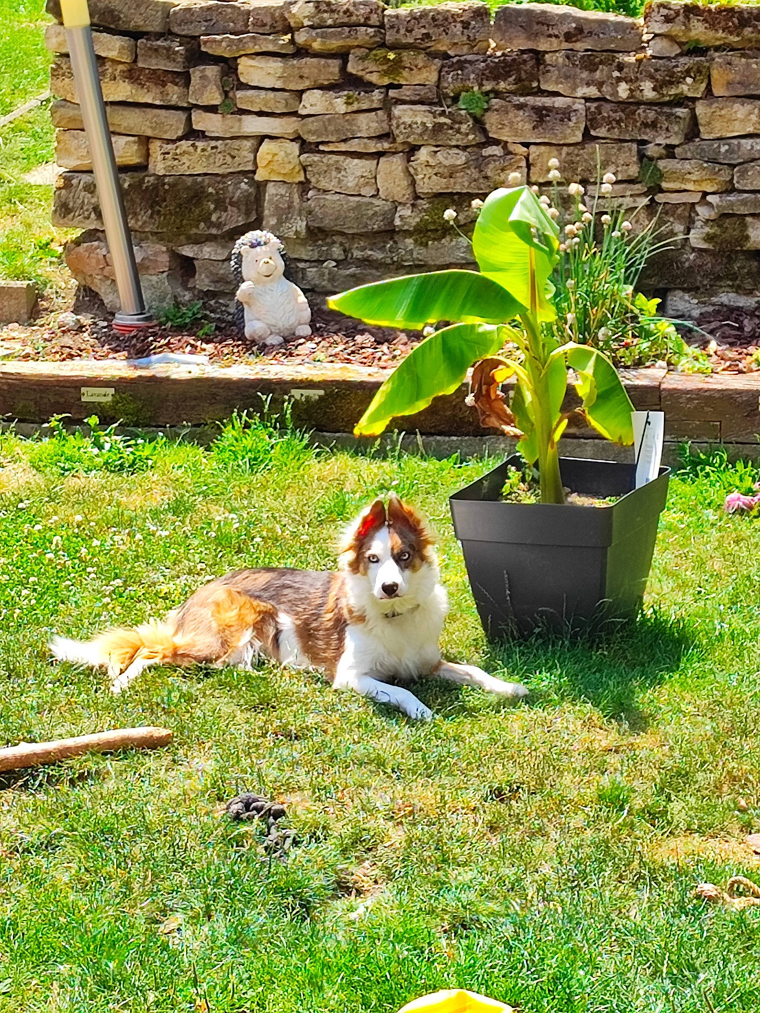 Rasta a rejoint le concours — aidez-le/la à gagner de superbes lots ! botany, carnivore, companion_dog, fawn, felidae, flowerpot, grass, grass_family, green, groundcover, landscape, lawn, leaf, mammal, nature, outdoor_furniture, plant, shrub, tail, vertebrate