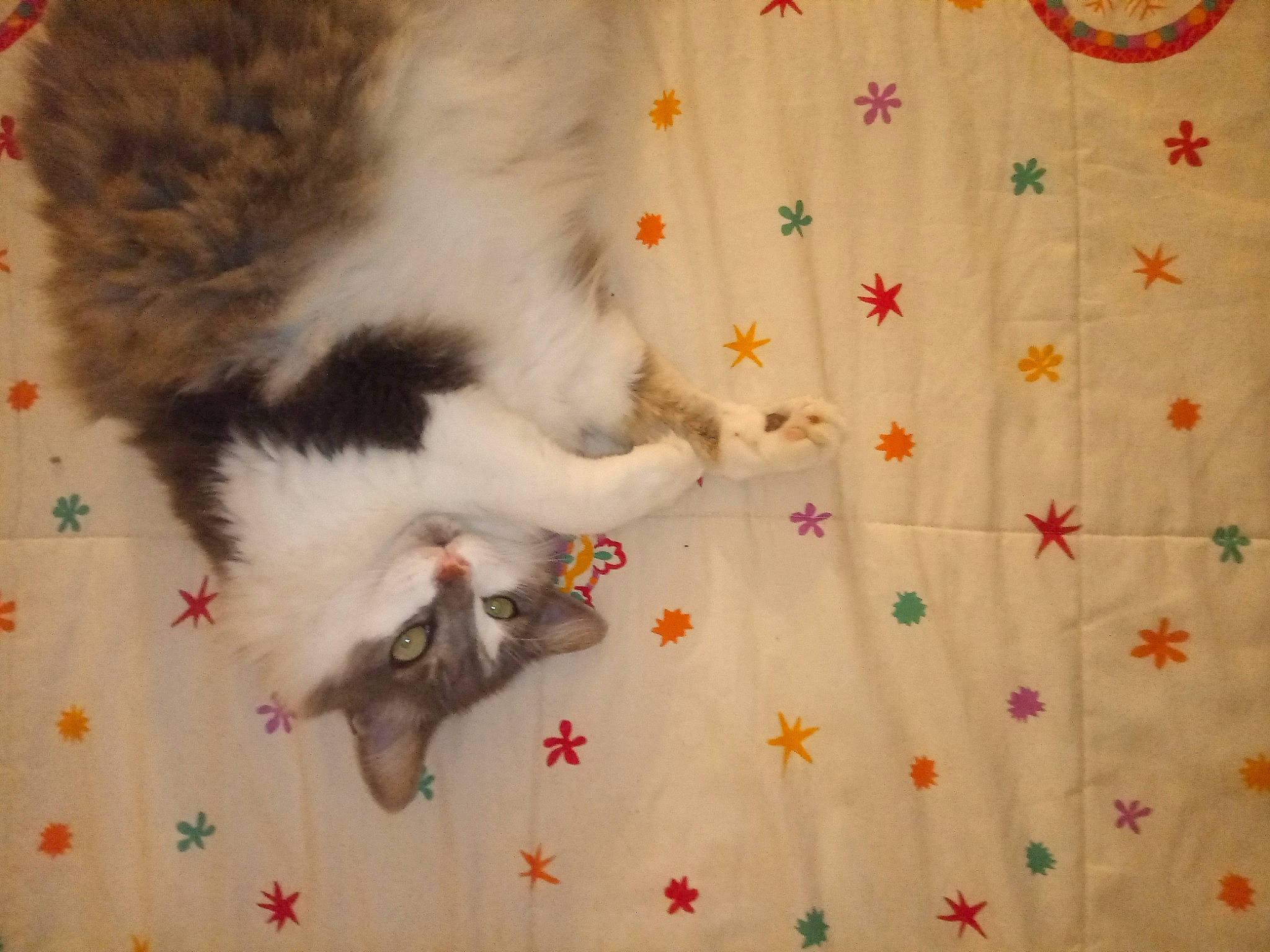 Balou participe au concours pour gagner de l'argent avec cette photo : carnivore, cat, claw, domestic_short_haired_cat, felidae, flooring, fur, hardwood, linens, pattern, paw, room, small_to_medium_sized_cats, tail, whiskers