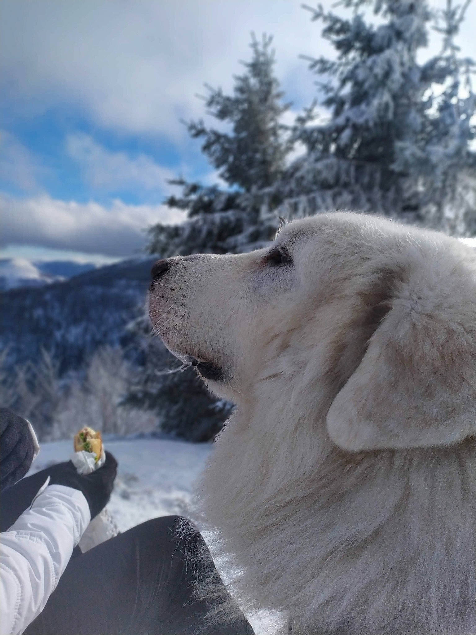 Lenny a rejoint le concours — aidez-le/la à gagner de superbes lots ! carnivore, cloud, companion_dog, dog, dog_breed, freezing, fur, glacial_landform, glacier, glove, ice_cap, livestock_guardian_dog, mountain, polar_ice_cap, recreation, sky, slope, snow, tree, winter