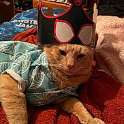 Dorito joined the competition — help win amazing prizes! animal, bedroom, blanket, cat, comfort, costume, crown, cute, fabric, feline, fur, indoor, lying_down, orange_cat, pet, playful, relaxed, shirt, soft_lighting, whiskers