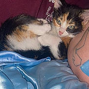 Pepino is registered to the contest to win money with this photo: kitten, calico, cat, person, arm, tattoo, blanket, blue, maroon, fur, cute, pet, indoor, resting, closeup, animal, domestic, sleepy, soft, cozy