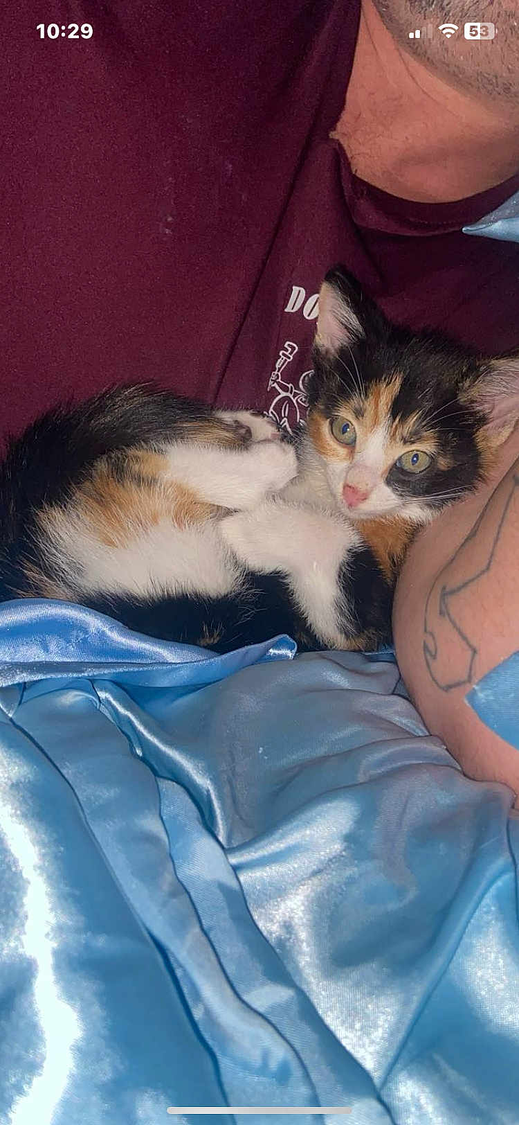 Pepino is registered to the contest to win money with this photo: kitten, calico, cat, person, arm, tattoo, blanket, blue, maroon, fur, cute, pet, indoor, resting, closeup, animal, domestic, sleepy, soft, cozy