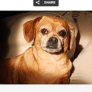 Cheyenne is registered to the contest to win money with this photo: dog, pet, portrait, brown_fur, canine, small_dog, indoors, couch, pillow, close_up, looking_at_camera, single_animal, soft_light, shadow, webpage_screenshot, header_text, vote_button, share_icon, animal_face, portrait_photography