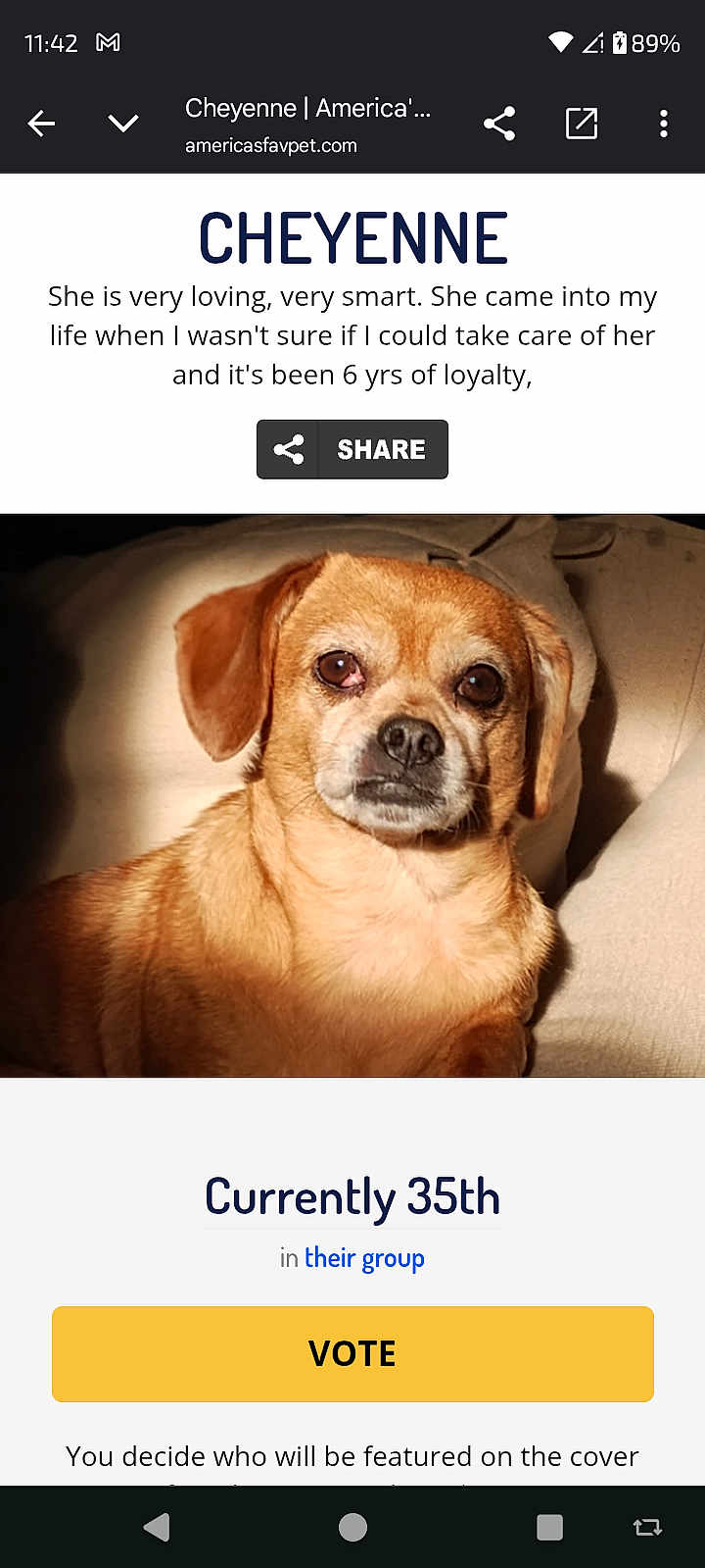 Cheyenne is registered to the contest to win money with this photo: dog, pet, portrait, brown_fur, canine, small_dog, indoors, couch, pillow, close_up, looking_at_camera, single_animal, soft_light, shadow, webpage_screenshot, header_text, vote_button, share_icon, animal_face, portrait_photography