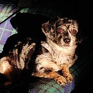 Lil Bit is registered to the contest to win money with this photo: dog, small_dog, merle_coat, plaid_blanket, sunlight, shadow, pet, animal, fur, ears, eyes, nose, paw, resting, indoor, comfort, cute, alert, relaxed, portrait