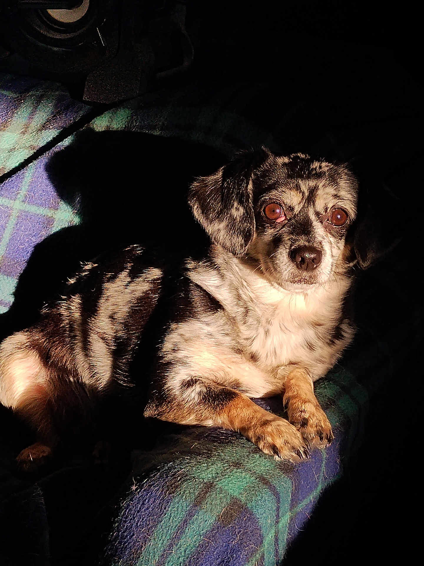 Lil Bit is registered to the contest to win money with this photo: dog, small_dog, merle_coat, plaid_blanket, sunlight, shadow, pet, animal, fur, ears, eyes, nose, paw, resting, indoor, comfort, cute, alert, relaxed, portrait