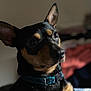 dog, pet, animal, black_and_tan, collar, ears, portrait, close_up, indoor, cute, fur, muzzle, expression, domestic_animal, looking_away, short_hair, small_dog, teal_collar, blurred_background, companion