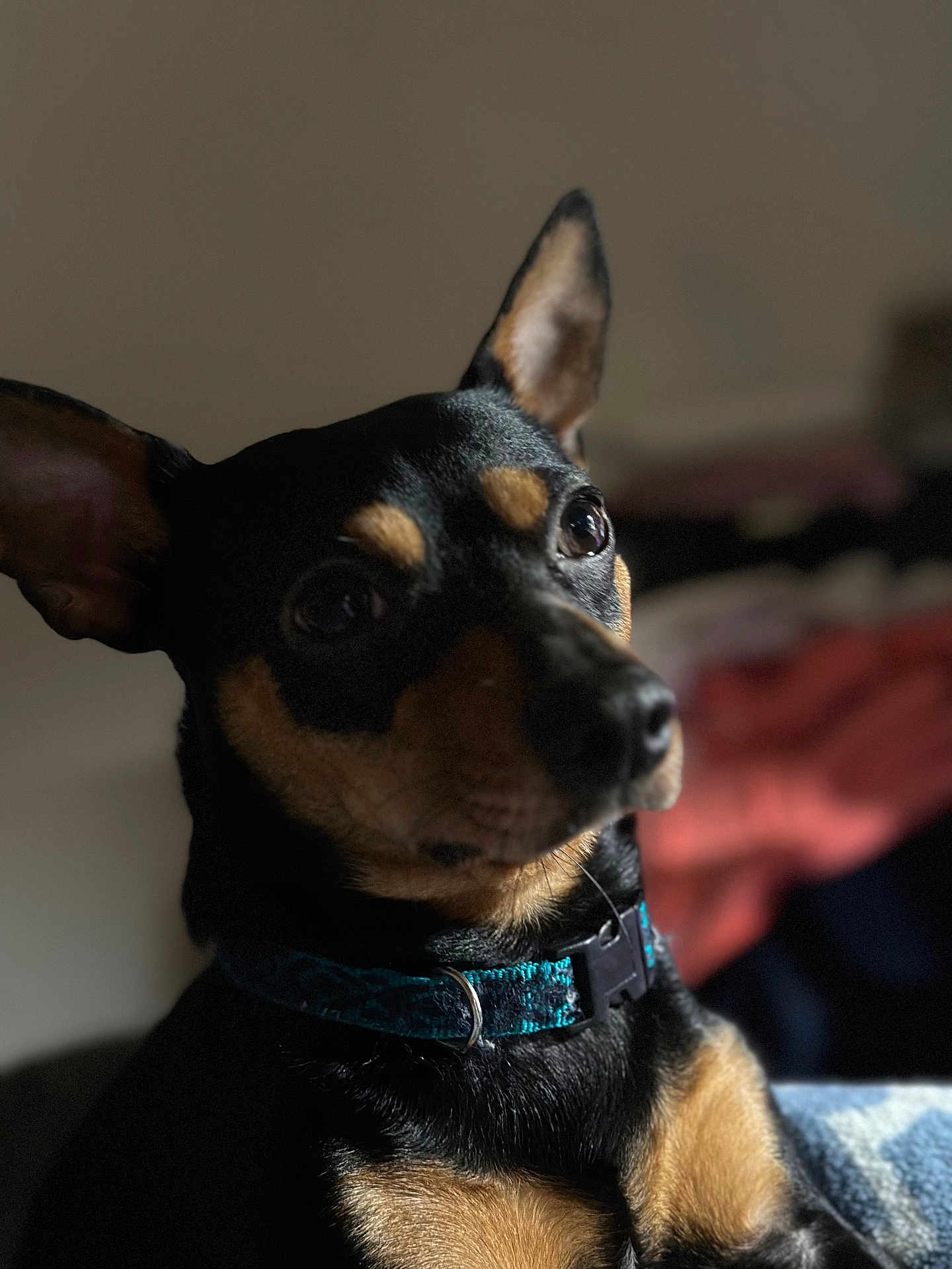 Memphis is registered to the contest to win money with this photo: dog, pet, animal, black_and_tan, collar, ears, portrait, close_up, indoor, cute, fur, muzzle, expression, domestic_animal, looking_away, short_hair, small_dog, teal_collar, blurred_background, companion