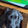 Willow joined the competition — help win amazing prizes! puppy, dog, black_fur, close_up, pet, animal, curious, indoor, wooden_table, young_dog, cute, portrait, looking_up, canine, domestic_animal, fur, ears, nose, eyes, companion
