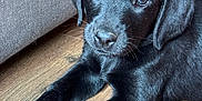 Willow joined the competition — help win amazing prizes! puppy, dog, black_dog, pet, animal, toy, rope_toy, floor, wood_floor, indoor, couch, furniture, laying_down, looking_at_camera, young, cute, fur, whiskers, ears, close_up