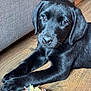 puppy, dog, black_dog, pet, animal, toy, rope_toy, floor, wood_floor, indoor, couch, furniture, laying_down, looking_at_camera, young, cute, fur, whiskers, ears, close_up