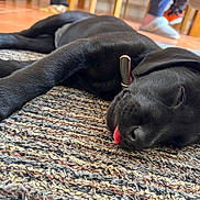 Willow joined the competition — help win amazing prizes! black_dog, puppy, sleeping, tongue_out, collar, indoor, rug, floor, close_up, pet, animal, cute, cozy, resting, canine, paw, fur, laying_down, domestic_animal, young_dog