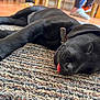 black_dog, puppy, sleeping, tongue_out, collar, indoor, rug, floor, close_up, pet, animal, cute, cozy, resting, canine, paw, fur, laying_down, domestic_animal, young_dog