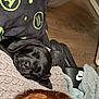 Willow is registered to the contest to win money with this photo: dog, black_dog, sleeping, blanket, floor, footwear, nike_slippers, person, head, hair, indoors, cozy, resting, nap, wooden_floor, textile, pattern, home, relaxation, comfort