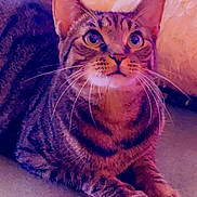 Elijah is registered to the contest to win money with this photo: alert, animal, cat, closeup, cute, domestic, ears, feline, floor, fur, indoor, paws, pet, portrait, purple_lighting, relaxed, resting, striped, tabby, whiskers