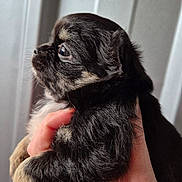 Aloha a rejoint le concours — aidez-le/la à gagner de superbes lots ! puppy, dog, pet, black_fur, tan_fur, close_up, side_profile, hand, young_animal, cute, fur, whiskers, domestic_animal, animal_portrait, indoor, soft_light, background_blur, tiny_puppy, adorable, mammal