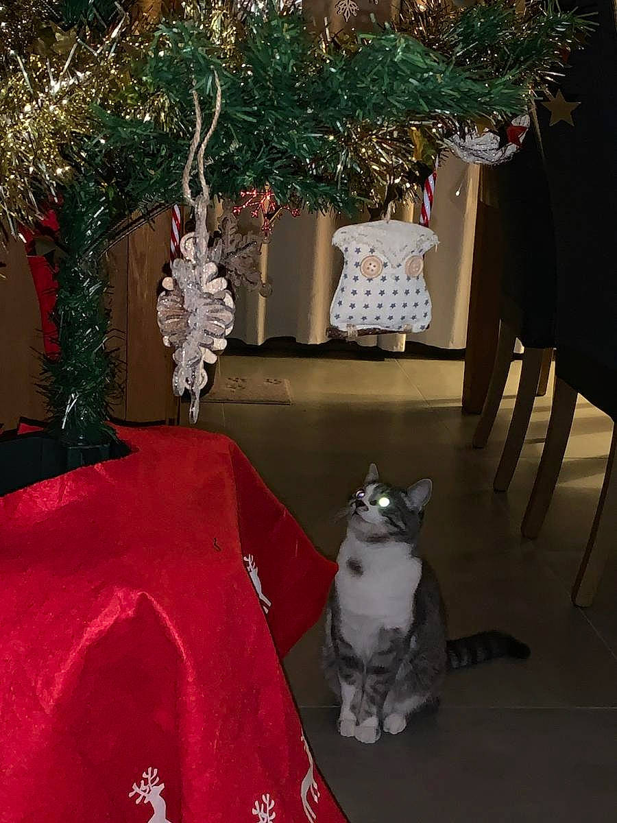 Brookie a rejoint le concours — aidez-le/la à gagner de superbes lots ! branch, carnivore, cat, christmas_ornament, christmas_tree, decoration, fawn, felidae, green, interior_design, light, lighting, mammal, plant, textile, twig, vertebrate, white, window, wood