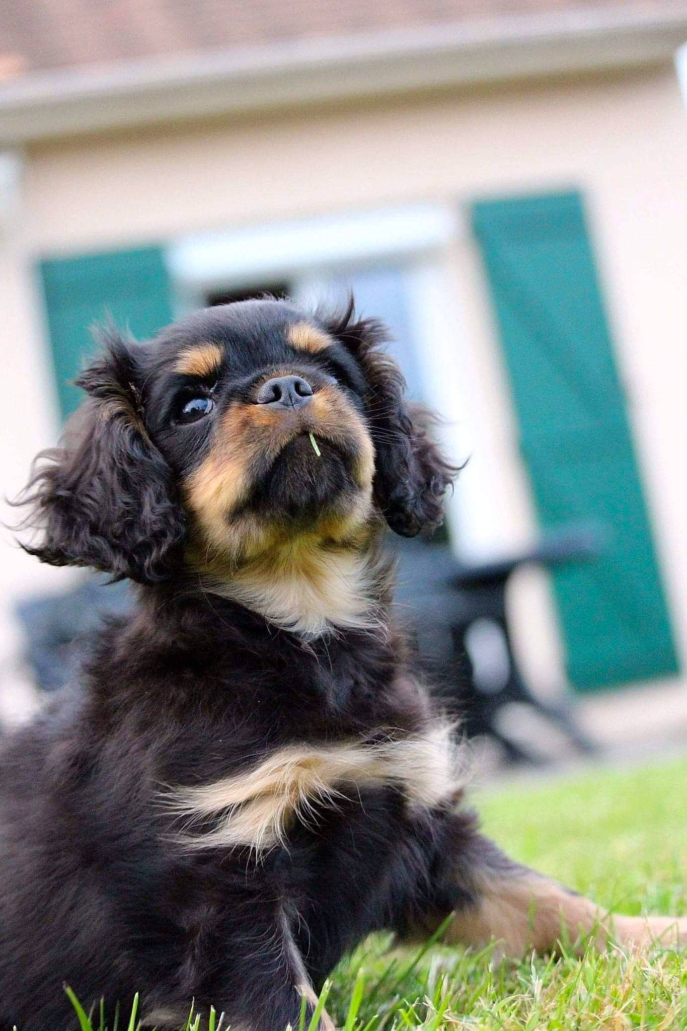 Napoléon a rejoint le concours — aidez-le/la à gagner de superbes lots ! ancient_dog_breeds, canidae, carnivore, collar, companion_dog, dog, dog_breed, dog_supply, fur, grass, liver, snout, sporting_group, terrestrial_animal, toy_dog, whiskers, working_animal, working_dog