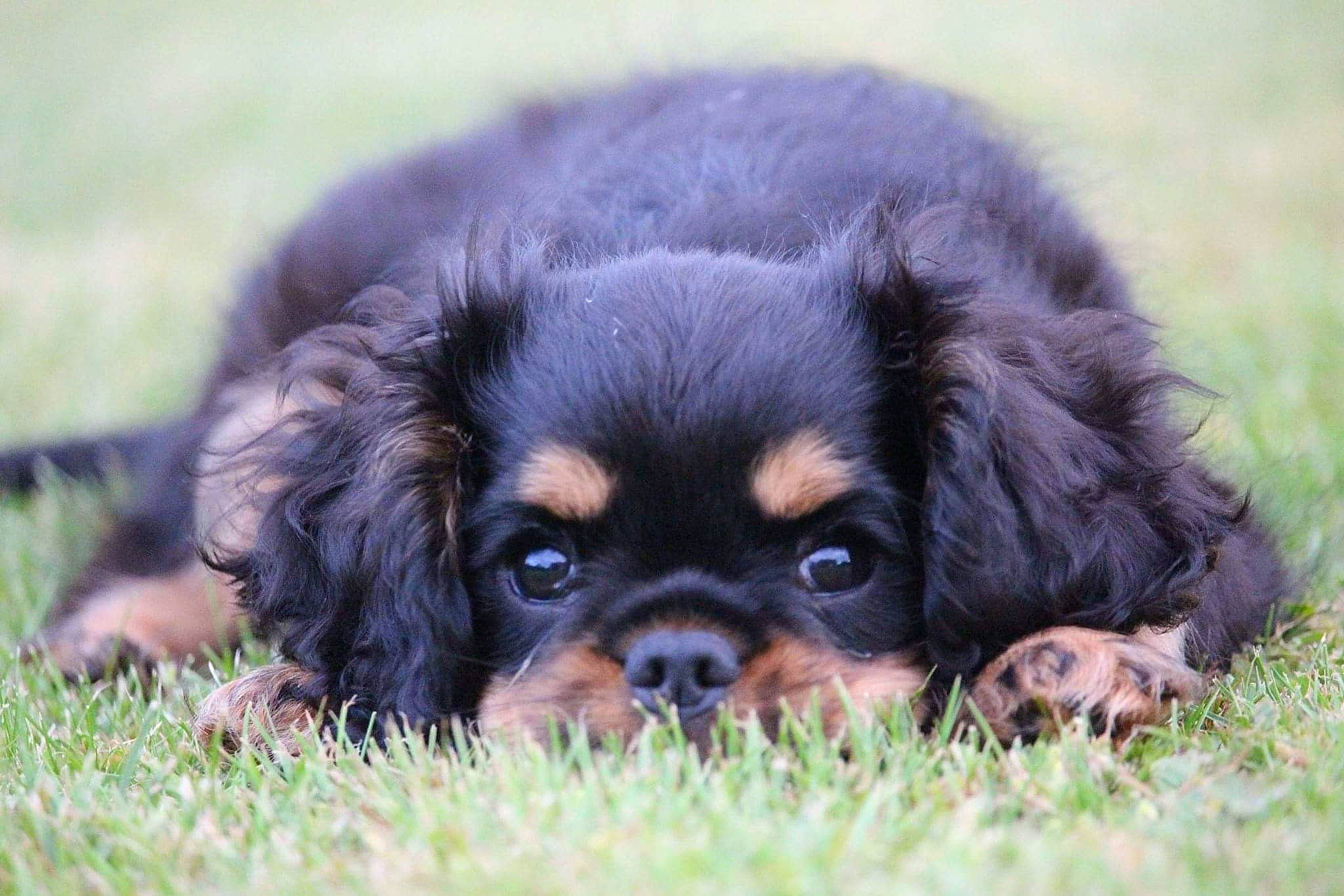 Napoléon participe au concours pour gagner de l'argent avec cette photo : annual_plant, carnivore, companion_dog, dog, dog_breed, eye, fawn, fur, grass, liver, plant, snout, sporting_group, terrestrial_animal