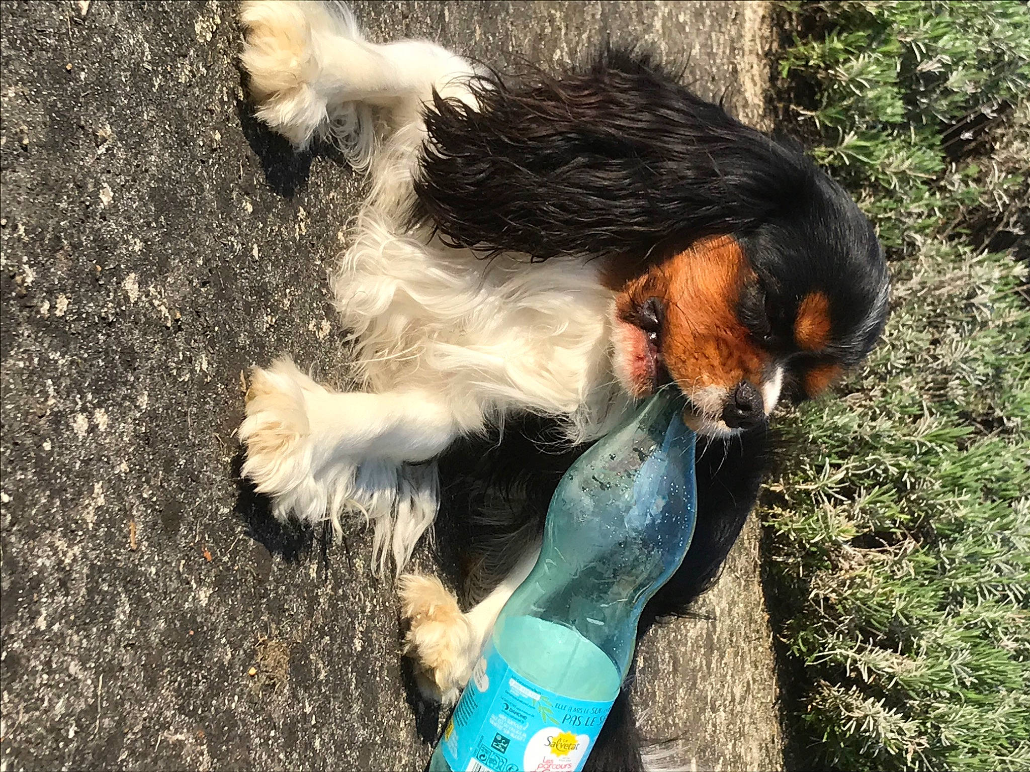 Picasso a rejoint le concours — aidez-le/la à gagner de superbes lots ! barefoot, carnivore, companion_dog, dog_breed, electric_blue, fawn, felidae, foot, grass, human_leg, paw, people_in_nature, plant, plastic_bottle, soil, tail, terrestrial_animal, toe, water_bottle, whiskers