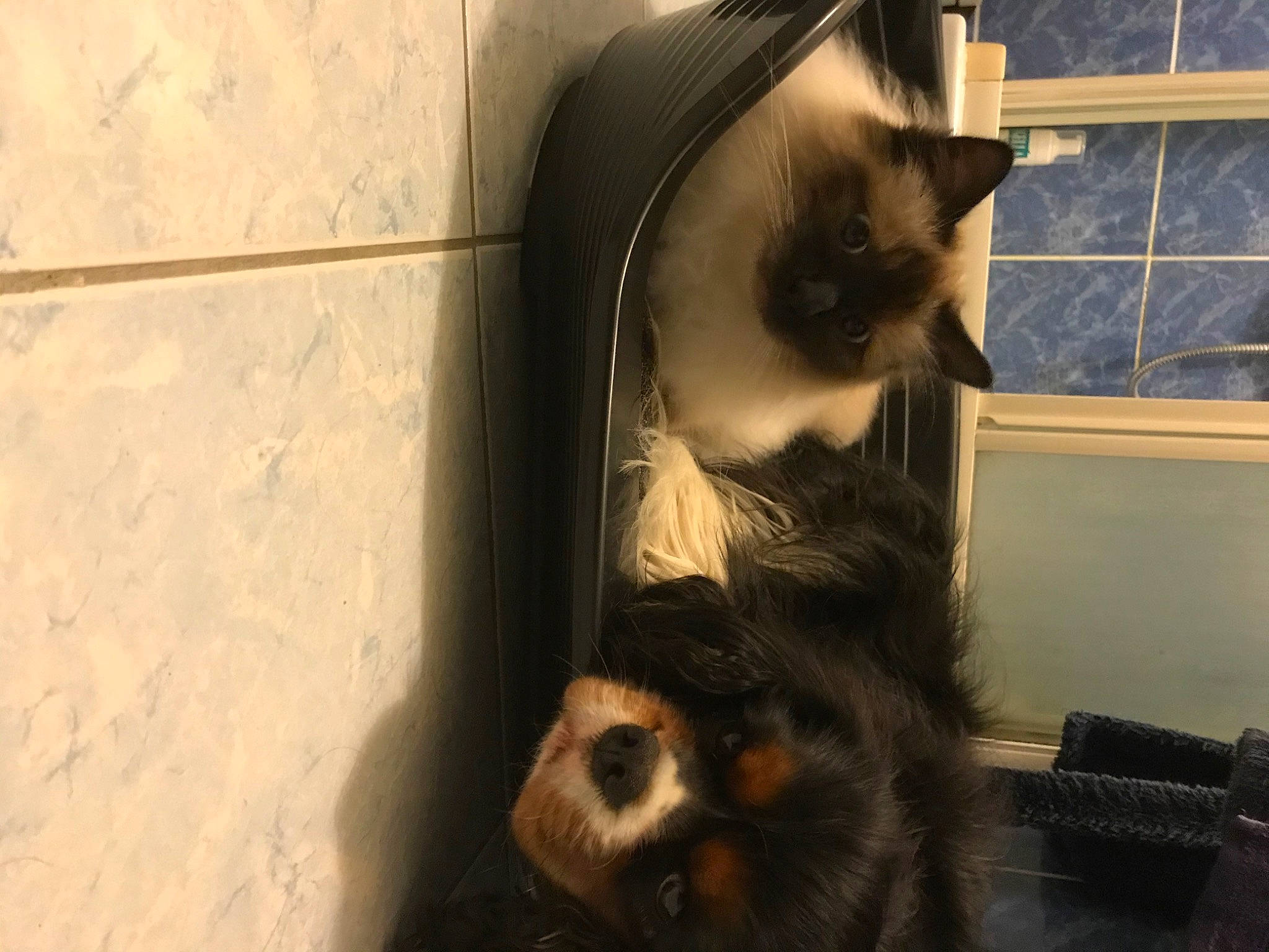 Picasso a rejoint le concours — aidez-le/la à gagner de superbes lots ! balinese, carnivore, cat, cat_supply, companion_dog, fawn, felidae, fur, pet_supply, siamese, small_to_medium_sized_cats, snout, tail, terrestrial_animal, whiskers, window, wood