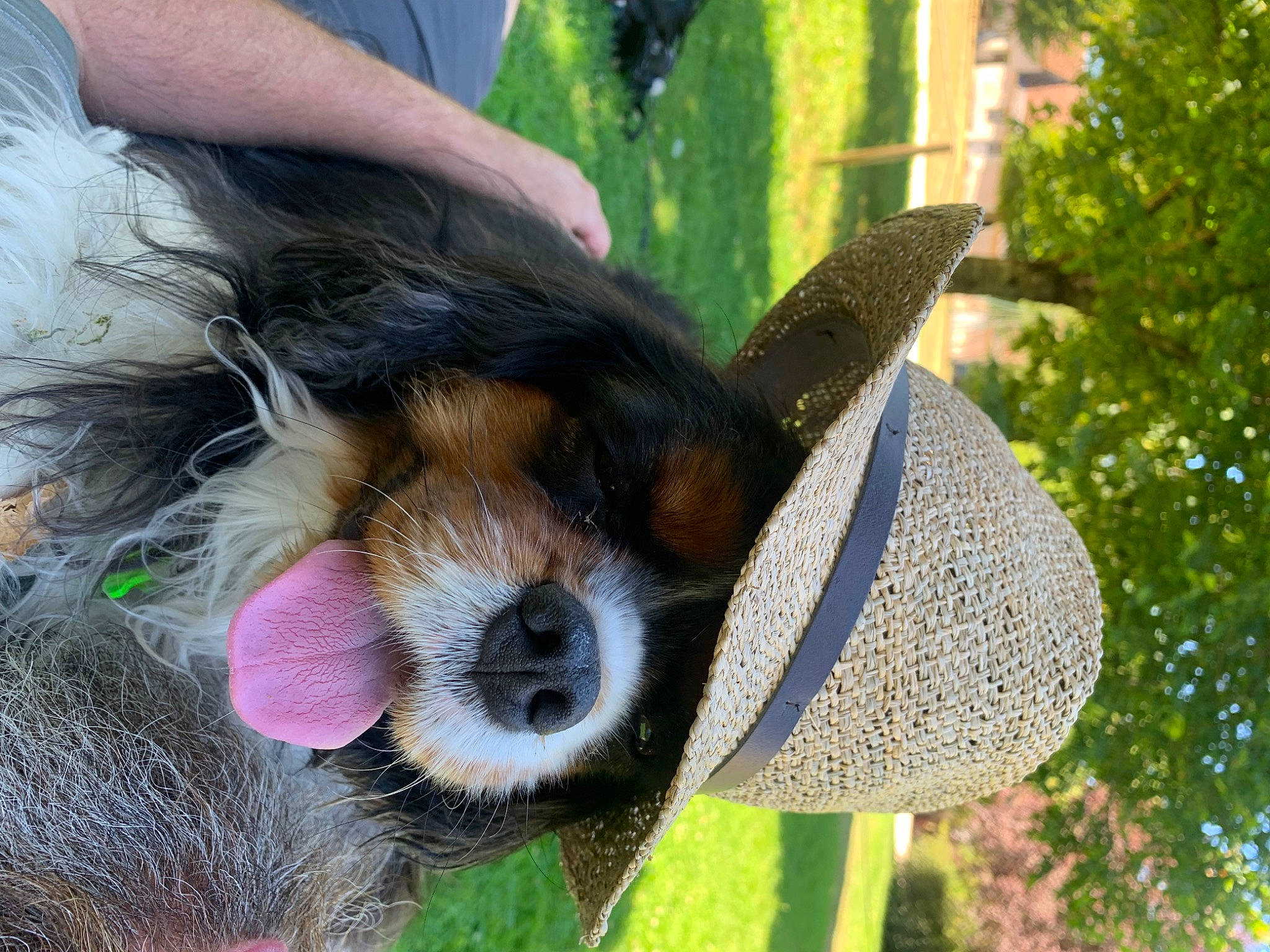 Picasso a rejoint le concours — aidez-le/la à gagner de superbes lots ! bernese_mountain_dog, canidae, carnivore, companion_dog, dog, dog_breed, fur, grass, green, hat, paw, snout, sporting_group, stuffed_toy, tail, terrestrial_animal, terrier, toy_dog, tree, working_animal
