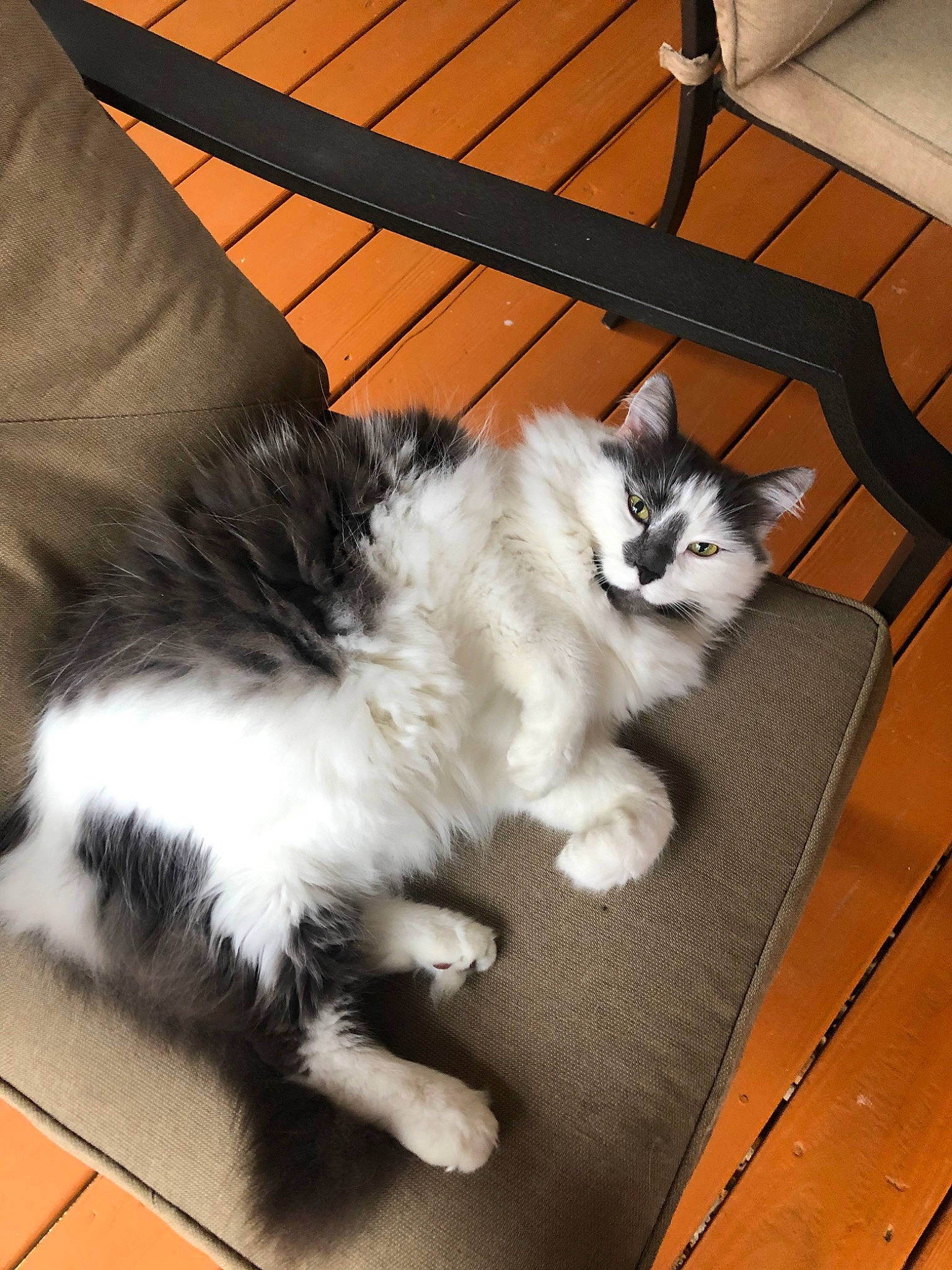 Ollie joined the competition — help win amazing prizes! american_curl, carnivore, cat, cymric, domestic_long_haired_cat, fawn, felidae, fur, kitten, maine_coon, mammal, norwegian_forest_cat, paw, ragamuffin, small_to_medium_sized_cats, tail, whiskers