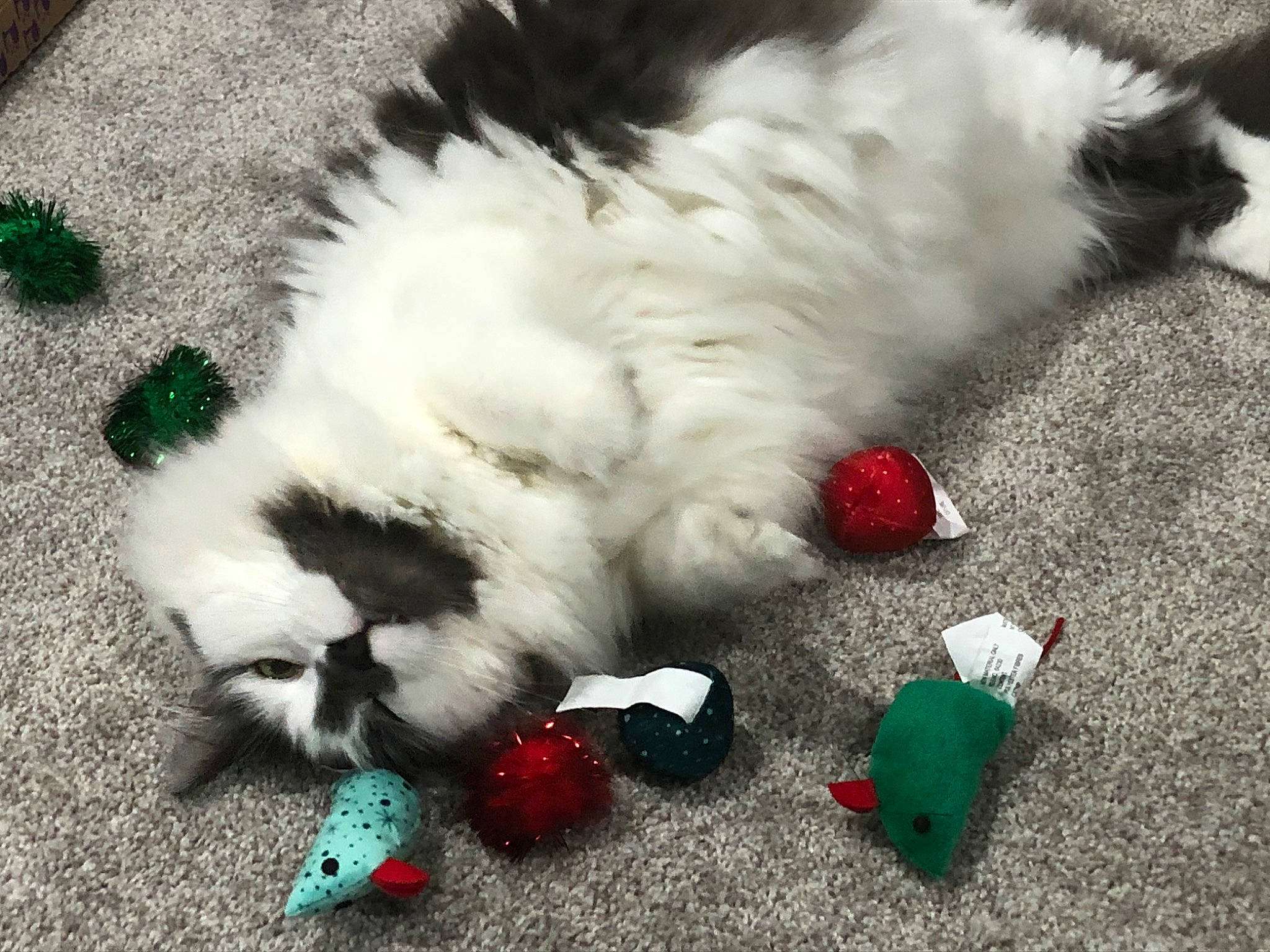 Ollie joined the competition — help win amazing prizes! canidae, carnivore, cat, companion_dog, dog, dog_breed, dog_toy, felidae, fur, lhasa_apso, maltese, paw, play, puppy, shih_tzu, small_to_medium_sized_cats, tail, toy_dog