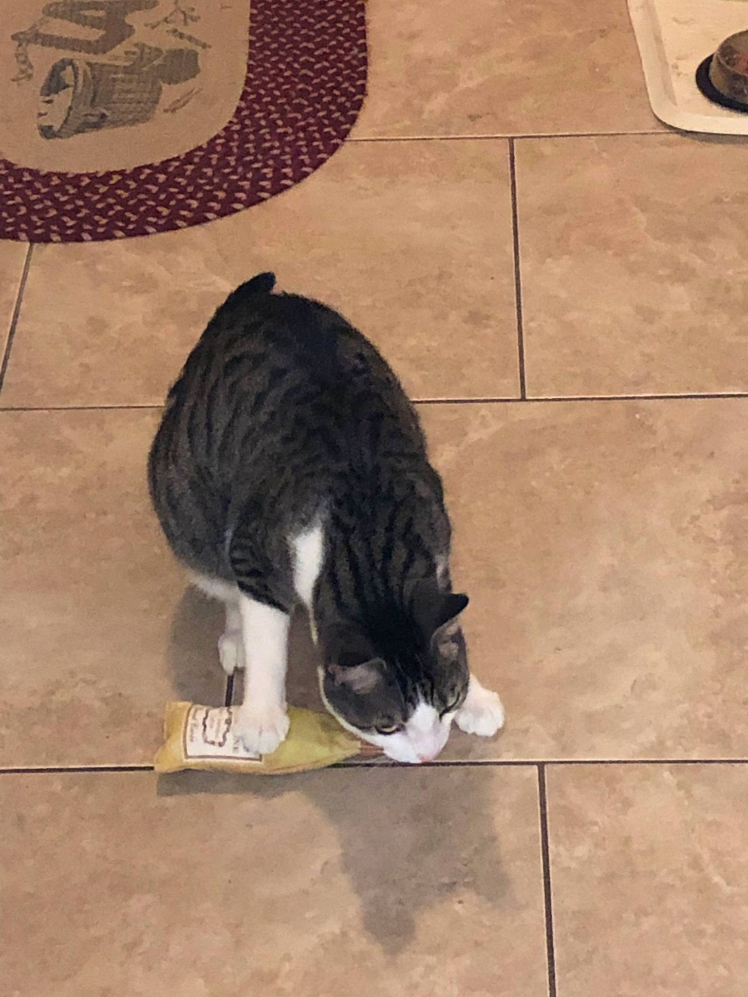Milo joined the competition — help win amazing prizes! carnivore, cat, domestic_short_haired_cat, european_shorthair, felidae, floor, flooring, small_to_medium_sized_cats, tail, whiskers