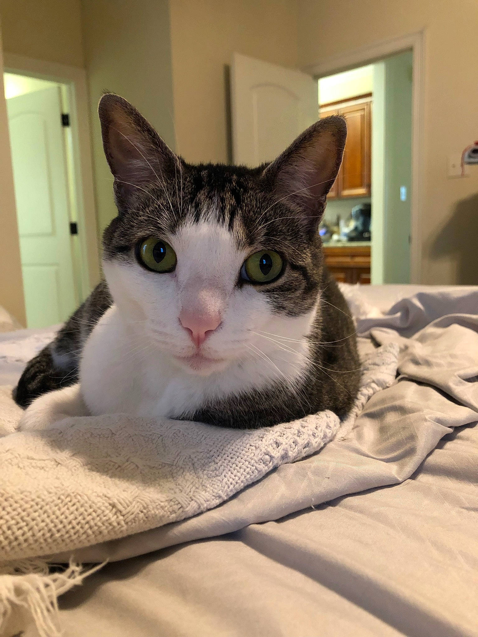 Milo is registered to the contest to win money with this photo: aegean_cat, american_shorthair, american_wirehair, asian, carnivore, cat, domestic_short_haired_cat, ear, european_shorthair, eye, felidae, kitten, mammal, small_to_medium_sized_cats, snout, tabby_cat, whiskers