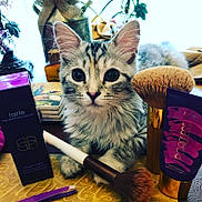 Gracie Mae is registered to the contest to win money with this photo: american_shorthair, beauty, brush, carnivore, cat, cosmetics, fawn, felidae, fur, kitten, material_property, skin, small_to_medium_sized_cats, whiskers