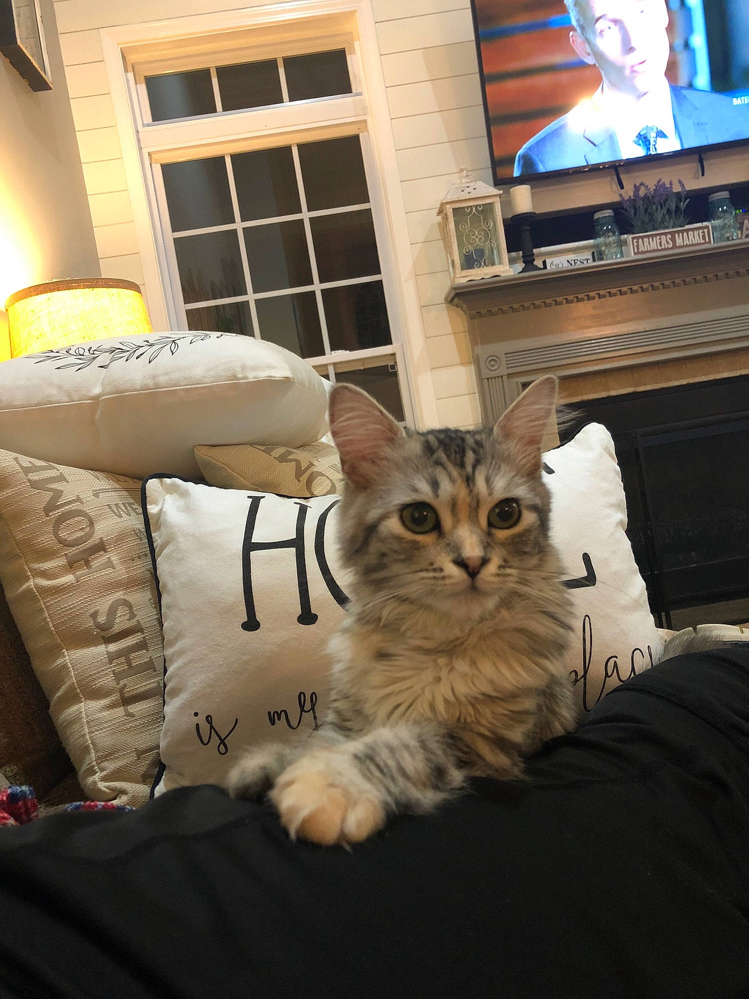 Gracie Mae is registered to the contest to win money with this photo: american_shorthair, asian, bed, carnivore, cat, couch, domestic_short_haired_cat, dragon_li, european_shorthair, fawn, felidae, fur, furniture, kitten, mammal, room, small_to_medium_sized_cats, tabby_cat, whiskers, window