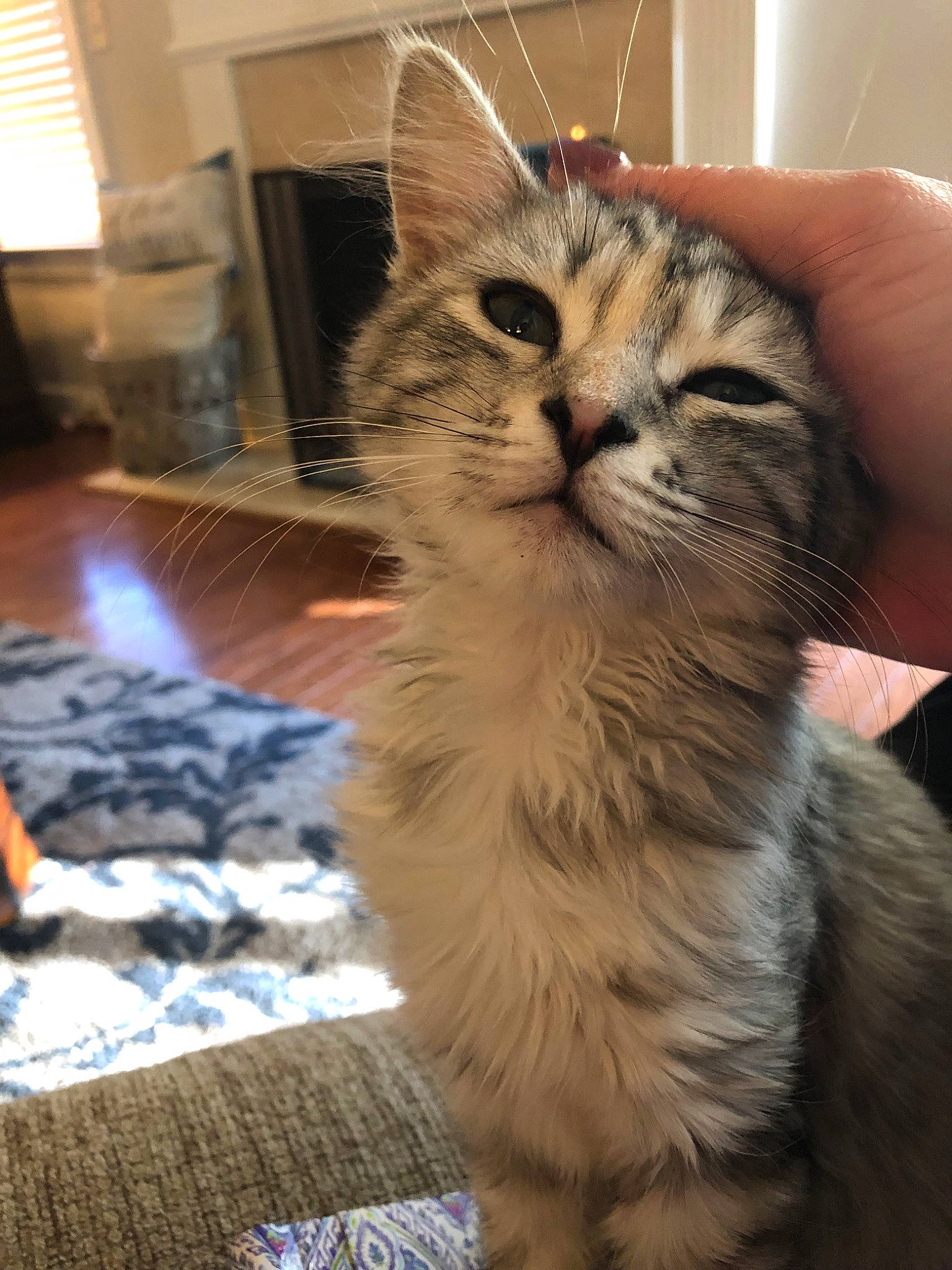 Gracie Mae joined the competition — help win amazing prizes! american_curl, asian, asian_semi_longhair, british_semi_longhair, carnivore, cat, domestic_long_haired_cat, domestic_short_haired_cat, european_shorthair, felidae, kitten, maine_coon, mammal, munchkin, norwegian_forest_cat, ragamuffin, siberian, small_to_medium_sized_cats, tabby_cat, whiskers