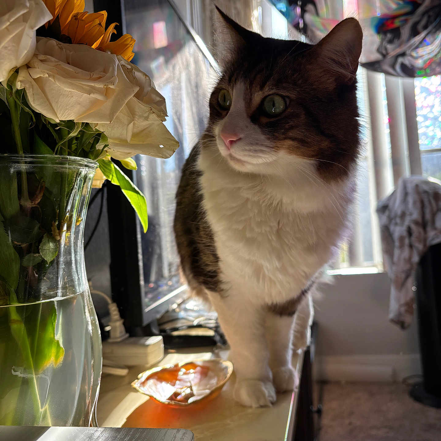 Jasper is registered to the contest to win money with this photo: abyssinian, animal, art, cat, cookware, flower, flowerarrangement, flowerbouquet, hardwood, ikebana, manx, painting, pet, petal, plant, plate, pot, rose, sunflower, wood