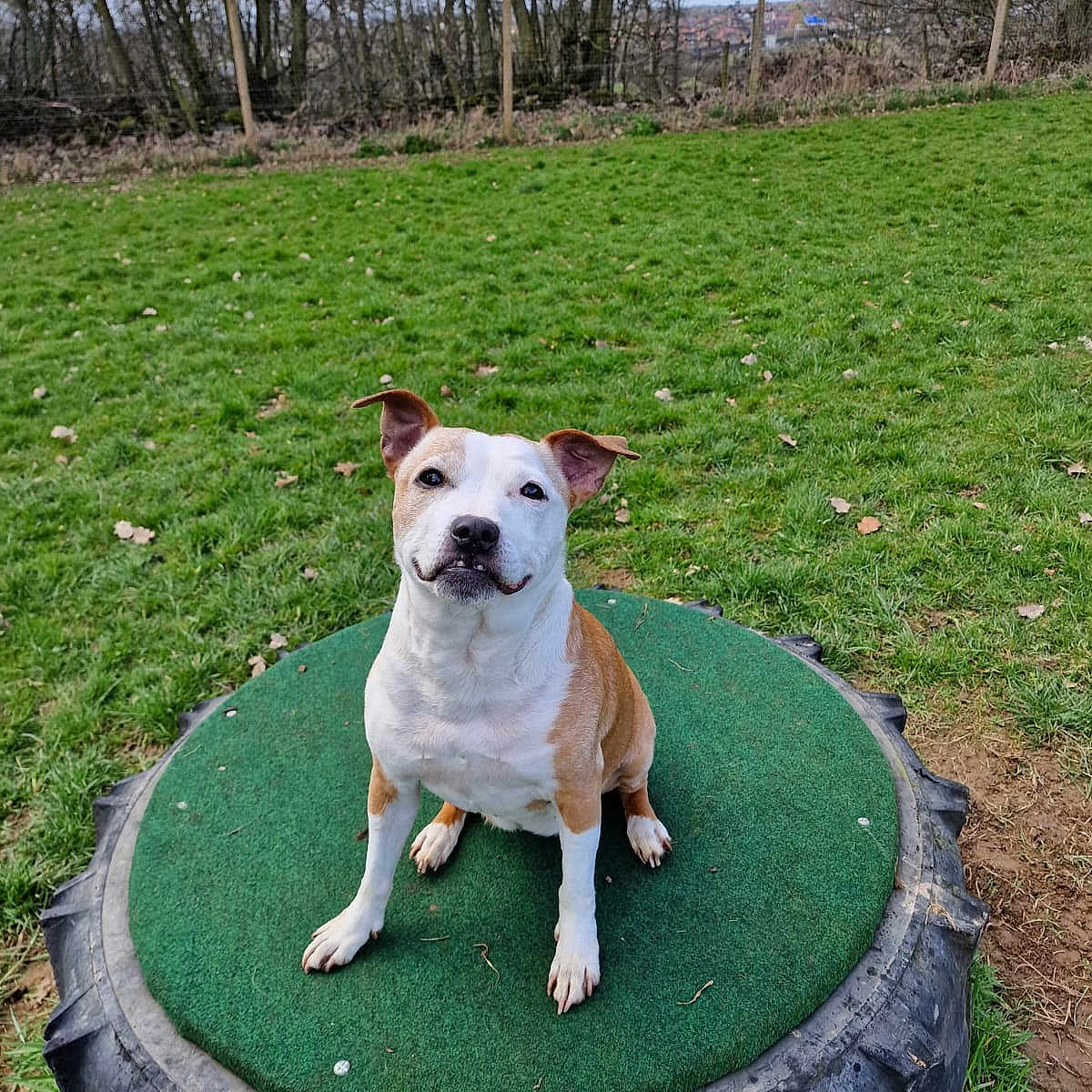 Princess joined the competition — help win amazing prizes! animal, ball, bulldog, canine, dog, grass, lawn, nature, outdoors, park, pet, plant, puppy, rock, soil, sport, tennis, tennisball, tree, vegetation