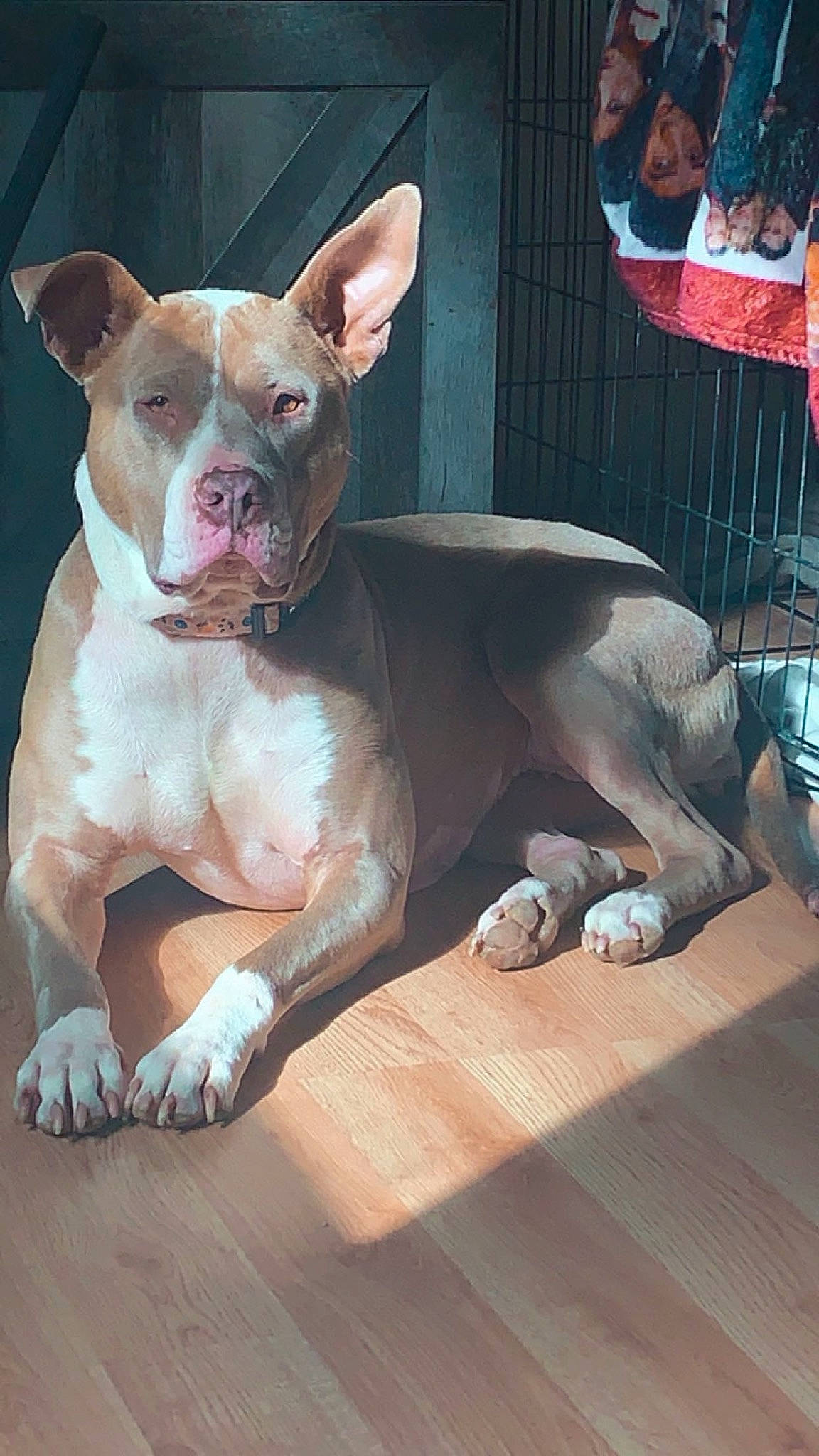 Baylee is registered to the contest to win money with this photo: ancient_dog_breeds, art, canidae, carnivore, companion_dog, dog, dog_breed, fawn, flesh, flooring, fur, non_sporting_group, paw, snout, sporting_group, terrestrial_animal, whiskers, wood