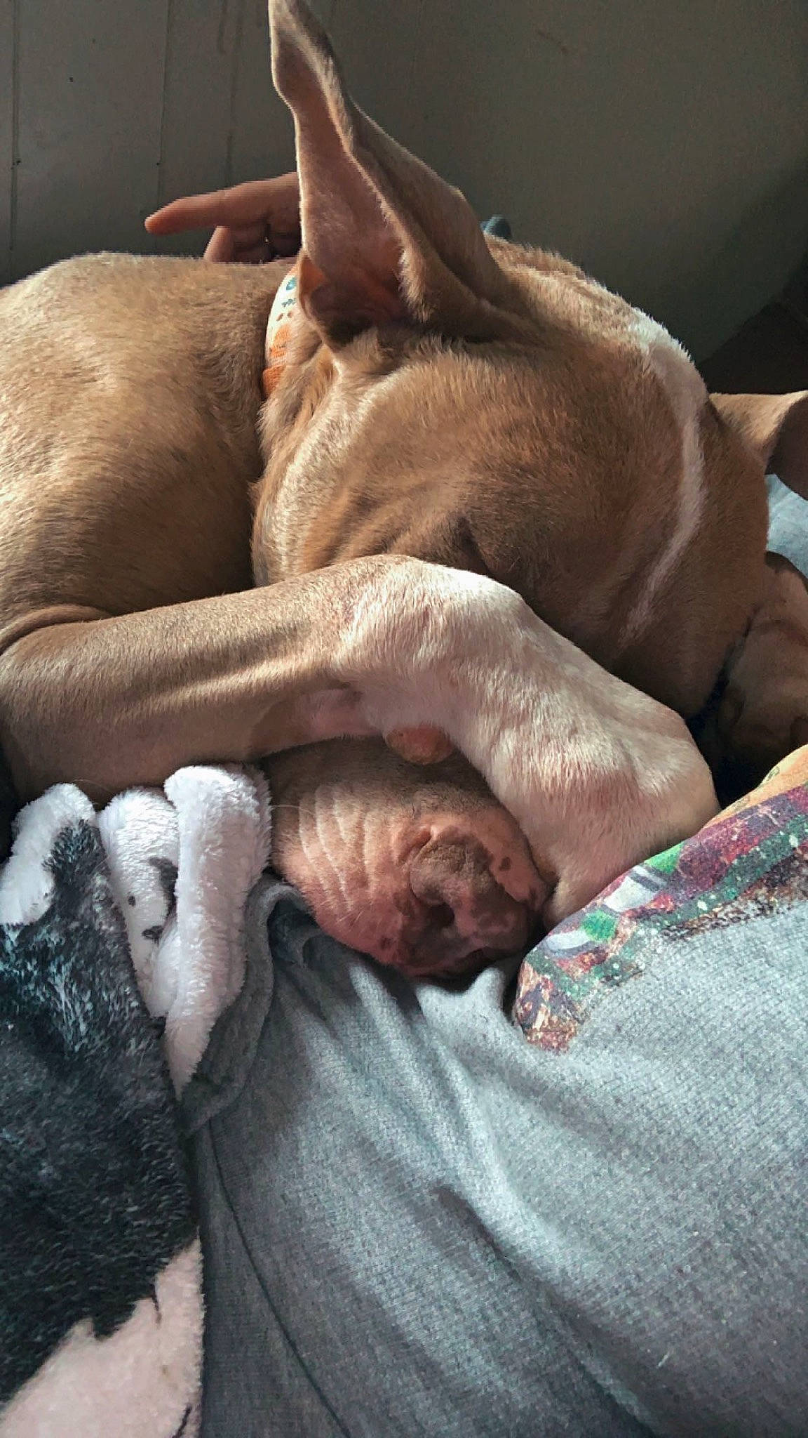 Baylee joined the competition — help win amazing prizes! bedtime, canidae, carnivore, comfort, companion_dog, dog, dog_breed, fawn, felidae, fur, linens, liver, nap, sleep, small_to_medium_sized_cats, snout, sporting_group, terrestrial_animal, whiskers, wrinkle