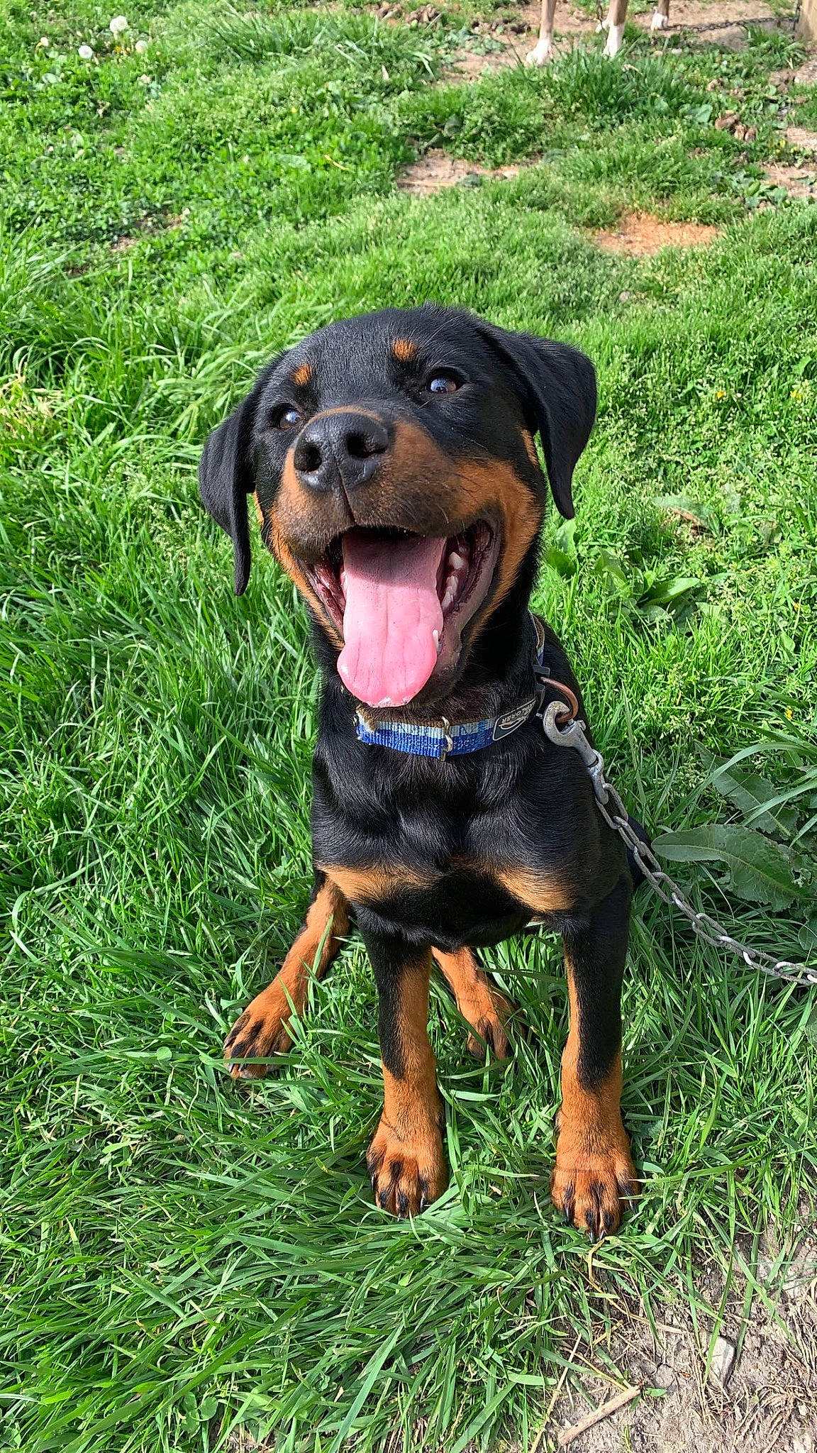 Leo joined the competition — help win amazing prizes! austrian_black_and_tan_hound, ball, canidae, carnivore, collar, companion_dog, dog, dog_breed, grass, guard_dog, hound, hunting_dog, montenegrin_mountain_hound, pinscher, rottweiler, snout, sporting_group, terrestrial_animal, working_animal, working_dog
