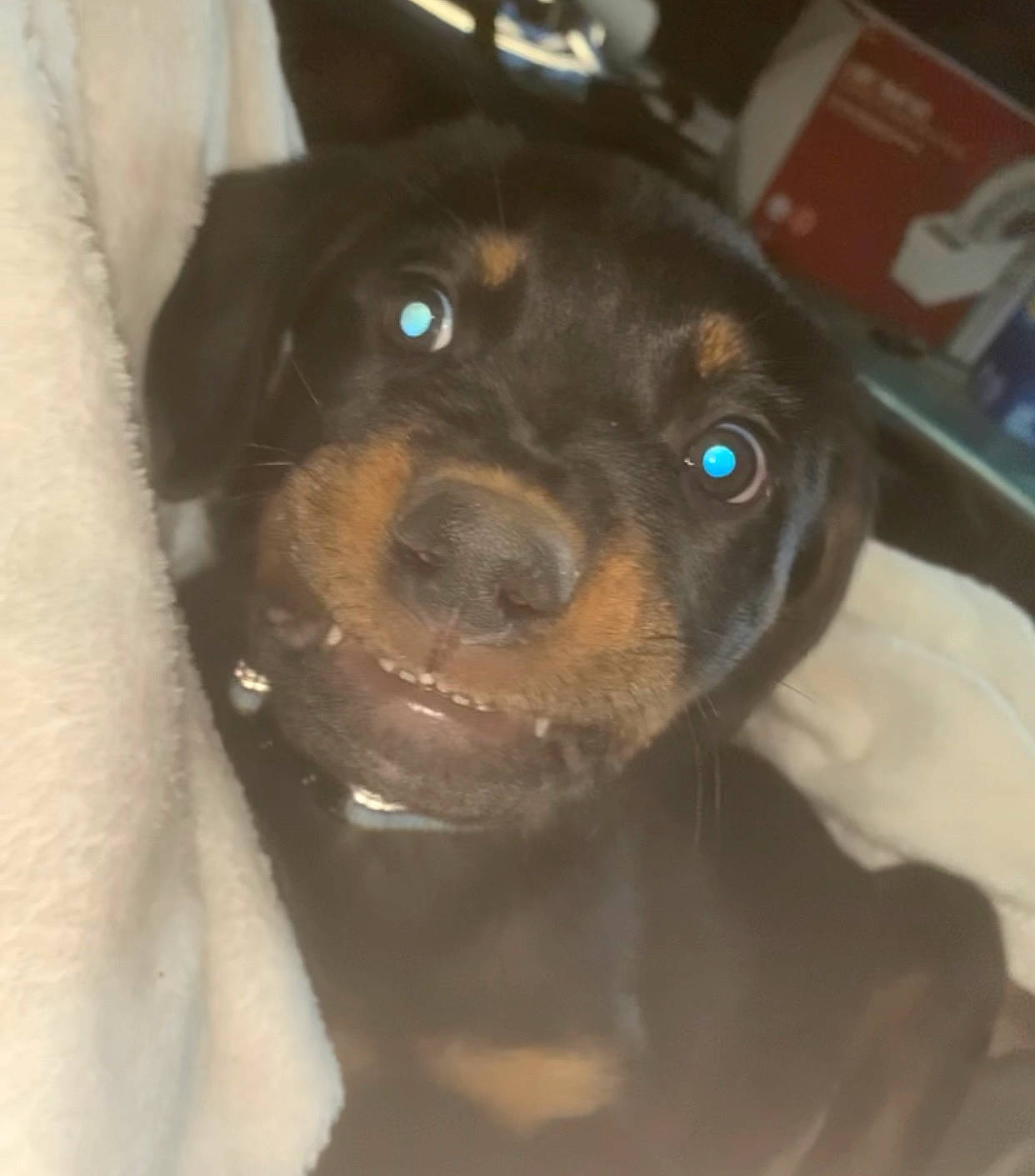 Leo joined the competition — help win amazing prizes! borador, canidae, carnivore, companion_dog, dog, dog_breed, ear, fawn, fur, guard_dog, pet_supply, snout, sporting_group, whiskers, working_animal, working_dog