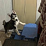 animal, blue_step_stool, carpet, closeup, container, curious, dog, door, head_tilt, husky, indoor, keys, patterned_fabric, paw, pet, puppy, table, wall, wood_floor, young_dog